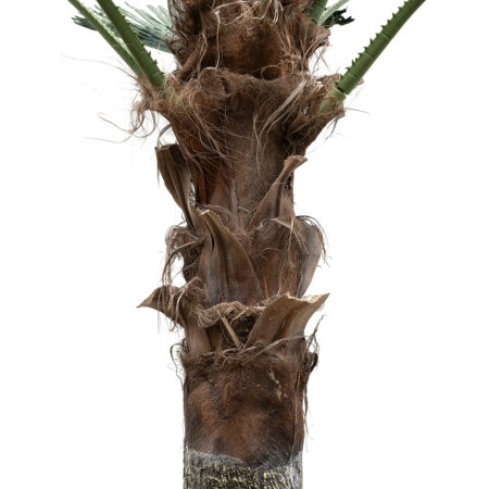 PLANT PALM TREE 21055 Διακοσμητικό Δέντρο Φοίνικα  Φ240 x Υ400cm - Τεχνητοι Φοινικες Sticky 2
