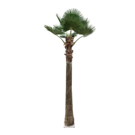 PLANT PALM TREE 21056 Διακοσμητικό Δέντρο Φοίνικα  Φ240 x Υ500cm - Τεχνητοι Φοινικες