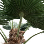 PLANT PALM TREE 21056 Διακοσμητικό Δέντρο Φοίνικα  Φ240 x Υ500cm