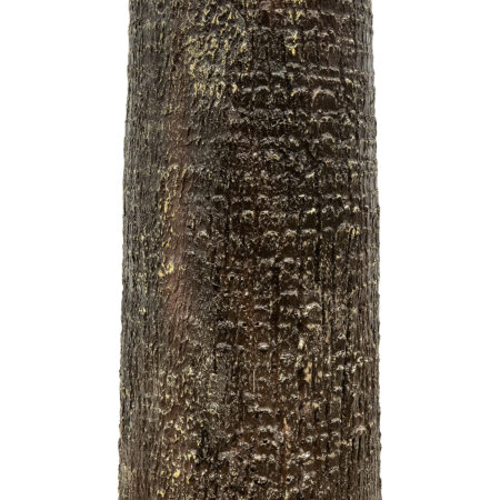 PLANT PALM TREE 21056 Διακοσμητικό Δέντρο Φοίνικα  Φ240 x Υ500cm - Τεχνητοι Φοινικες Sticky 3