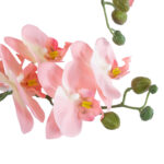 SALMON PINK ORCHID 21129 Διακοσμητικό Φυτό Φούξια Ορχιδέα Υ43cm