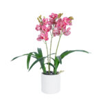 PINK CHERRY CYMBIDIUM 21402 Διακοσμητικό Φυτό Φούξια Κυμβίδιο Υ60cm