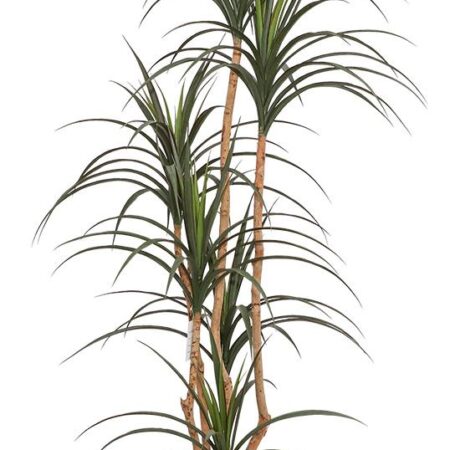 DRACAENA NP_325_180 ΥΨΟΣ 180cm