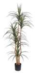 DRACAENA NP_325_180 ΥΨΟΣ 180cm
