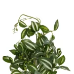 ZEBRINA PLANT 20960 Διακοσμητικό Φυτό Ζεμπρίνα Φ45 x Υ22cm