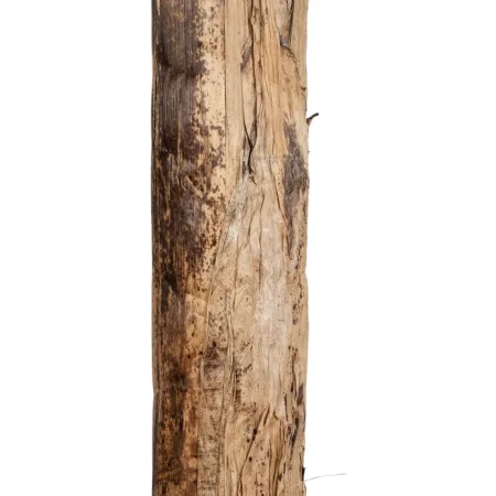 BANANA TREE 21502 Τεχνητό Διακοσμητικό Δέντρο Μπανανιάς Υ500cm - Τεχνητες Μπανανιες Sticky 4