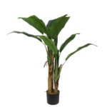 BANANA TREE NP702_145 ΥΨΟΣ 145cm