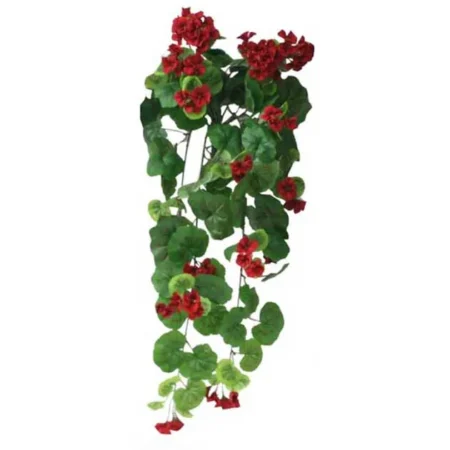 ΡΙΖΑ ΒΙΓOΝΙΑ ΚΟΚΚΙΝΗ Y75cm. 6/48ΚΙΒ - Πρασινάδες - Κρεμαστά φυτά