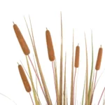 TYPHA GRASS 21483 Τεχνητό Διακοσμητικό Φυτό Γρασίδι της Τύφας Μ70 x Π40 x Υ150cm