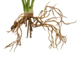 BEGONIA LEAVES ROOTED 21489 Τεχνητό Διακοσμητικό Φυτό Πολύχρωμη Βιγόνια Μ25 x Π14 x Υ35cm