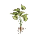 BEGONIA LEAVES ROOTED 21491 Τεχνητό Διακοσμητικό Φυτό Πολύχρωμη Βιγόνια Μ25 x Π14 x Υ35cm