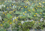 Πινακας σε καμβά VAN GOGH - LES PISSENLITS