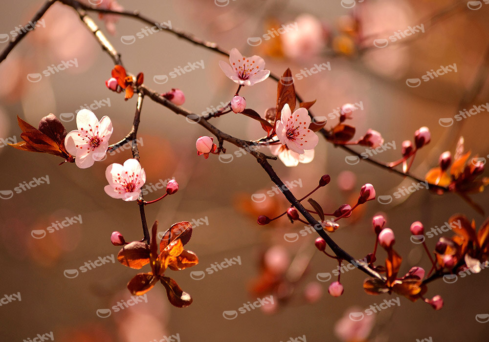 Πινακας σε καμβά JAPANESE CHERRY