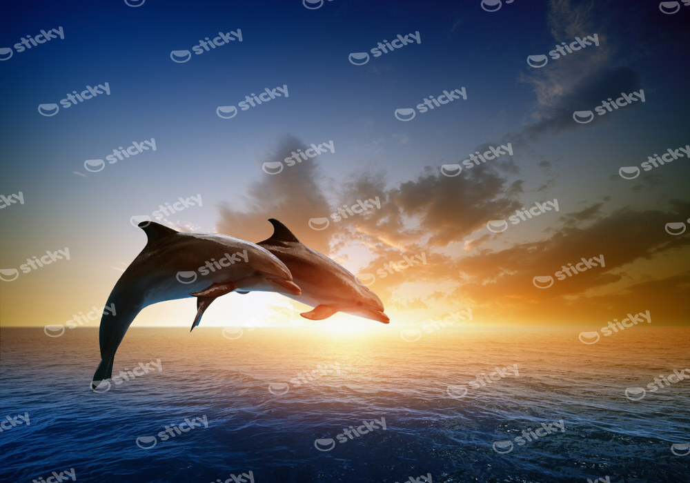 Πινακας σε καμβά JUMPING DOLPHINS