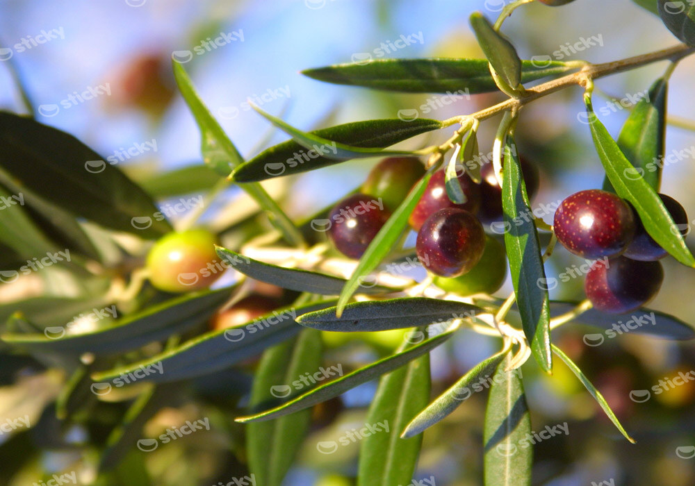 Πινακας σε καμβά OLIVES