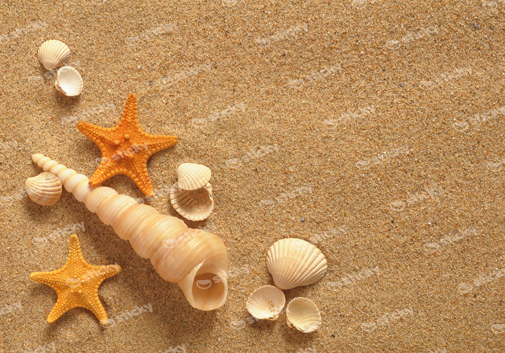 Πινακας σε καμβά SAND SHELLS