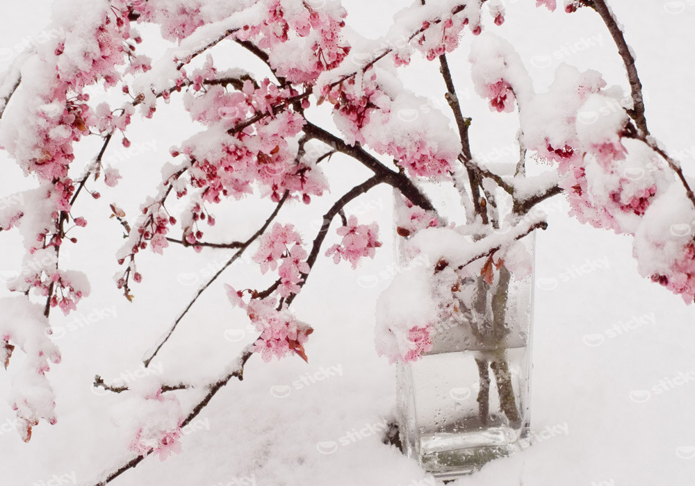 Πινακας σε καμβά SNOW BLOSSOM