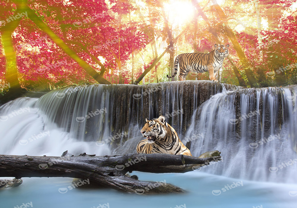 Πινακας σε καμβά TIGERS JUNGLE