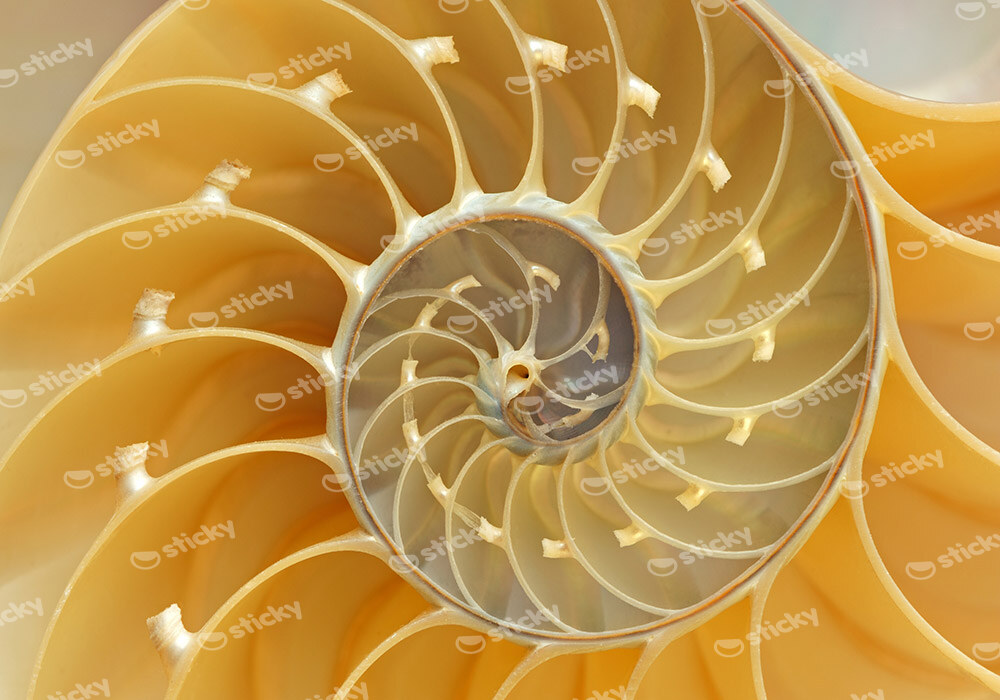 Πινακας σε καμβά YELLOW SHELL