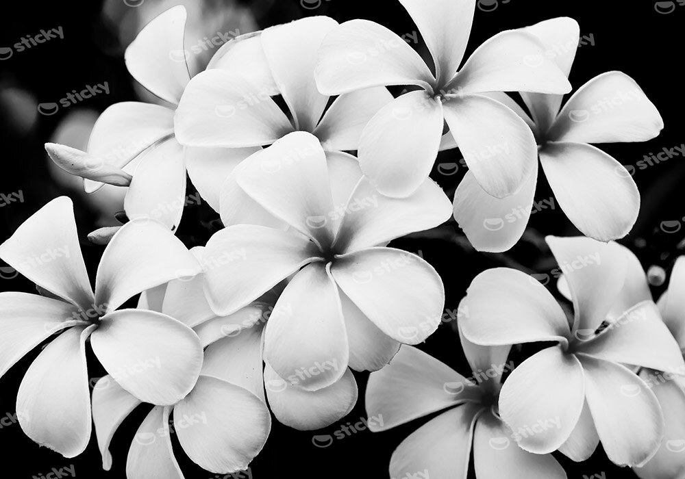 Πινακας σε καμβά BLACK AND WHITE FLOWERS