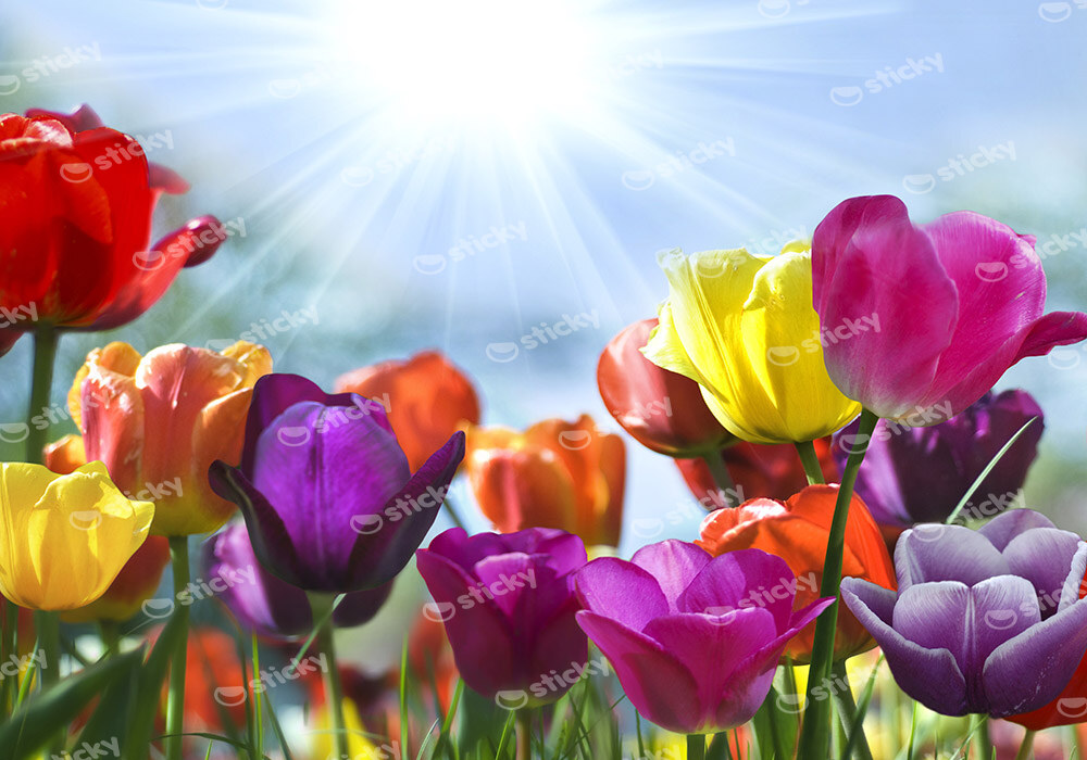 Πινακας σε καμβά TULIPS