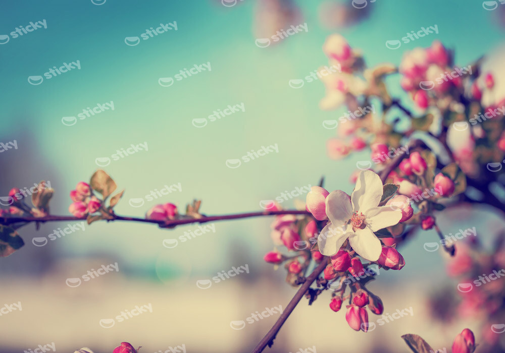 Πινακας σε καμβά BLOSSOM FLOWER