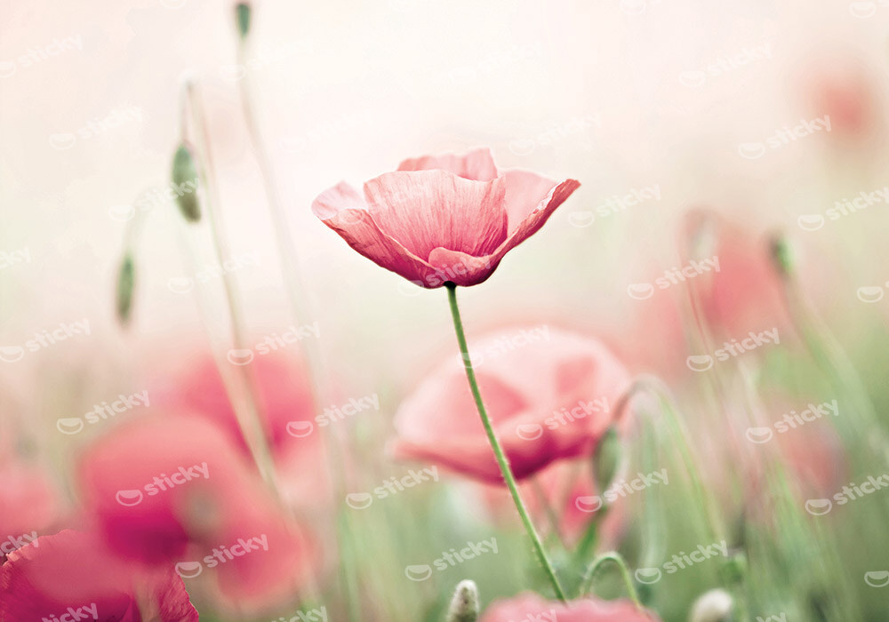 Πινακας σε καμβά POPPY