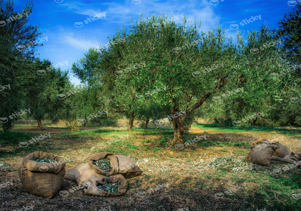 Πινακας σε καμβά HARVESTED OLIVES IN SACKS