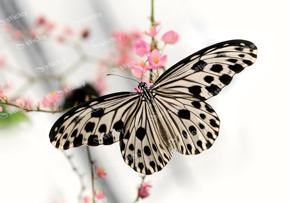 Πινακας σε καμβά BUTTERFLY