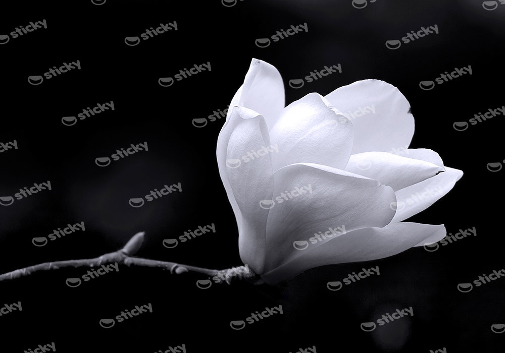 Πινακας σε καμβά MAGNOLIA