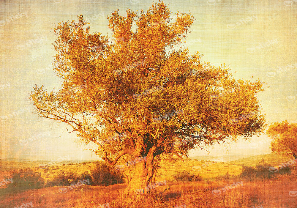 Πινακας σε καμβά OLIVE TREE 2