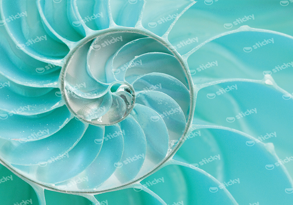 Πινακας σε καμβά SEA SHELL