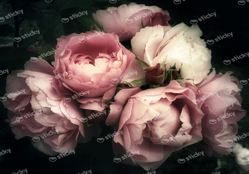 Πινακας σε καμβά BEAUTIFUL BOUQUET PINK ROSE FLOWERS