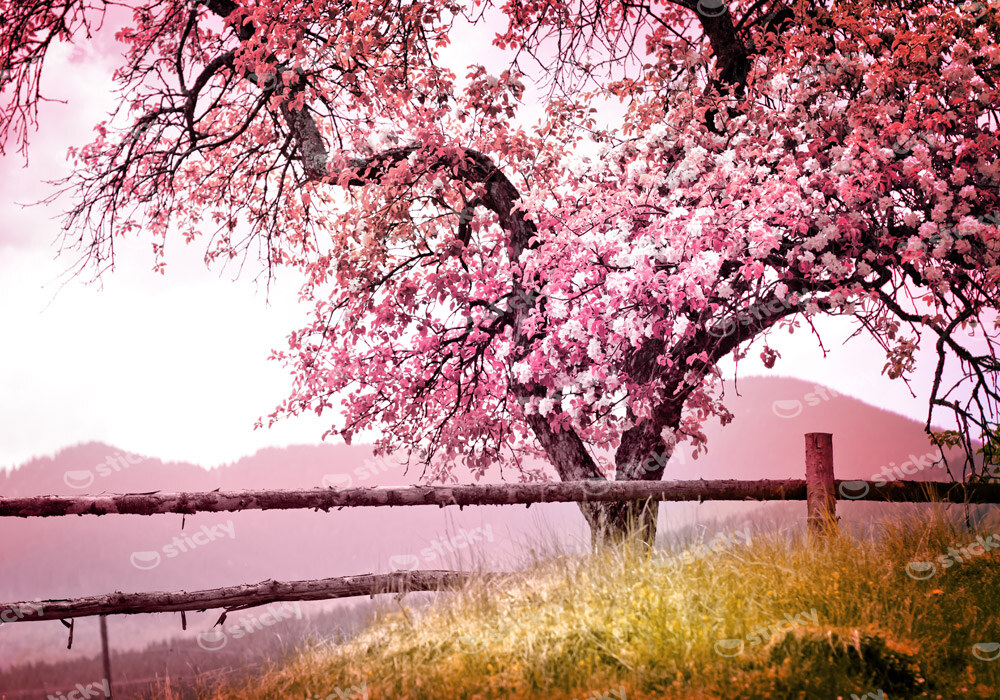 Πινακας σε καμβά BLOSSOM TREE