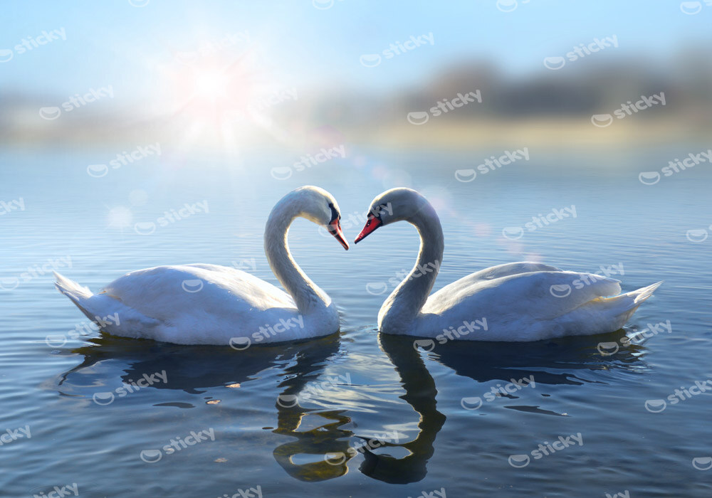 Πινακας σε καμβά ROMANTIC SWANS