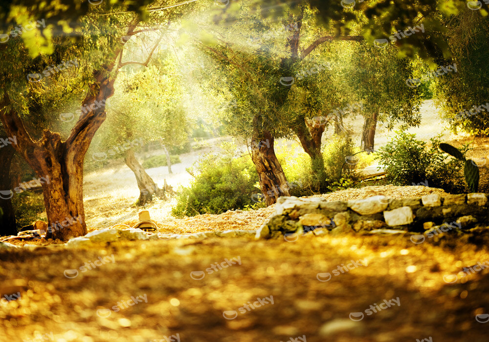 Πινακας σε καμβά OLIVE TREES 2