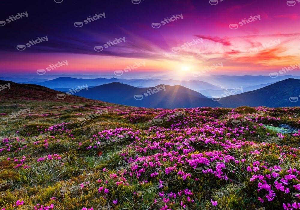 Πινακας σε καμβά MOUNTAIN FLOWERS