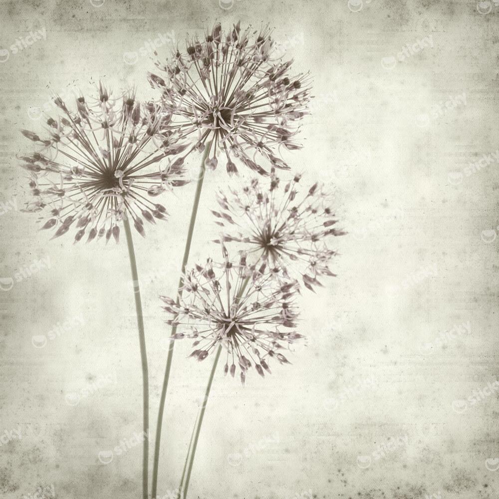 Πίνακας σε καμβά TEXTURED OLD PAPER BACKGROUND ALLIUM