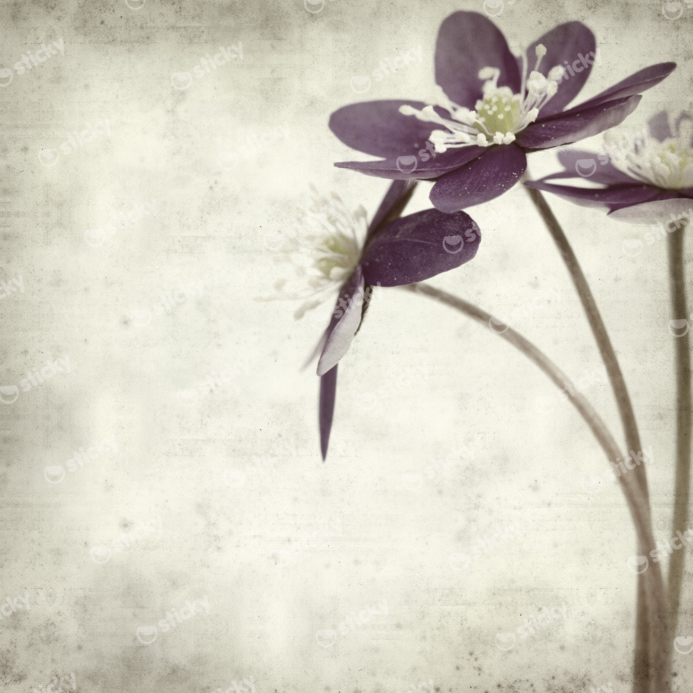 Πίνακας σε καμβά TEXTURED OLD PAPER BACKGROUND ANEMONE HEPATICA