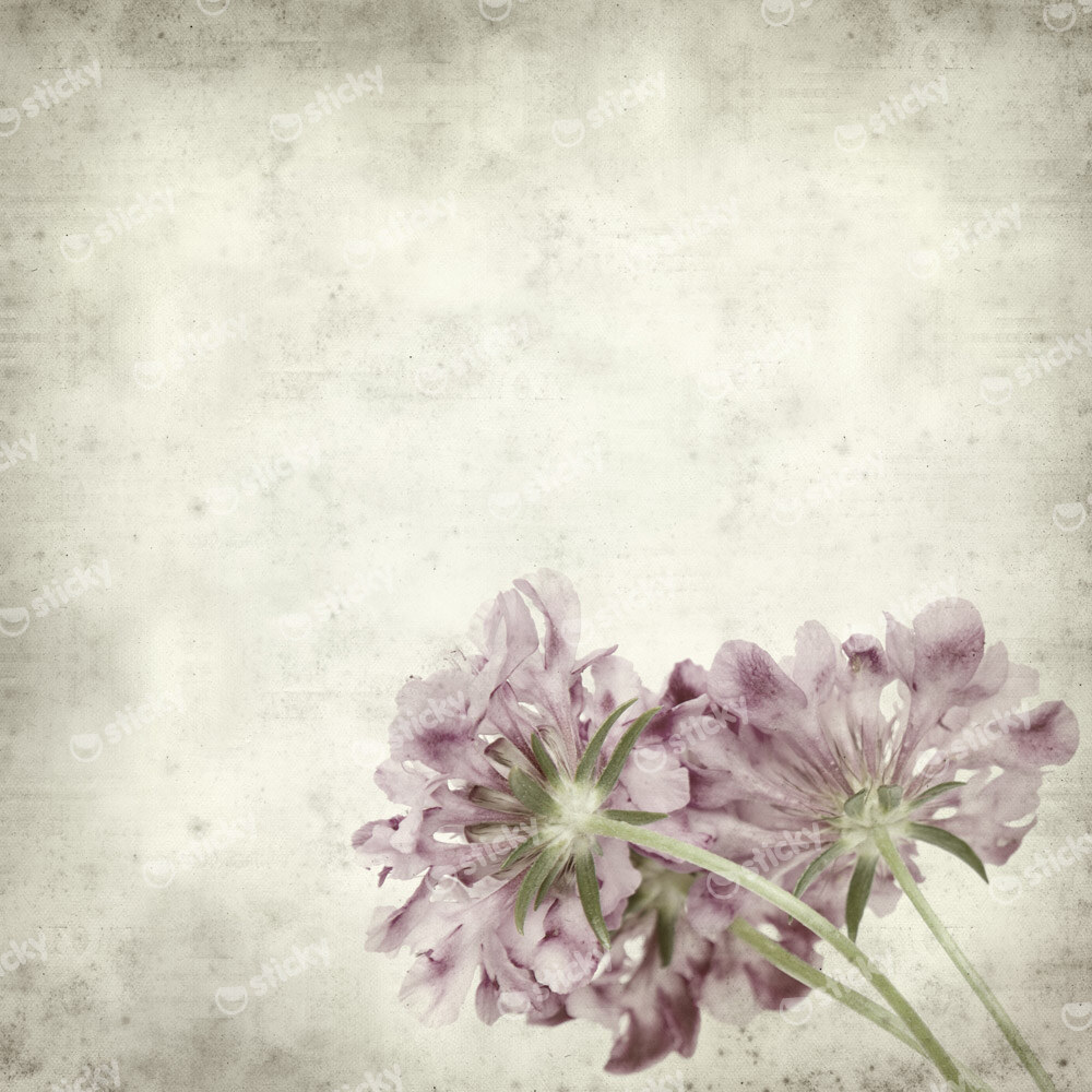 Πίνακας σε καμβά TEXTURED OLD PAPER BACKGROUND SCABIOSA FLOWER