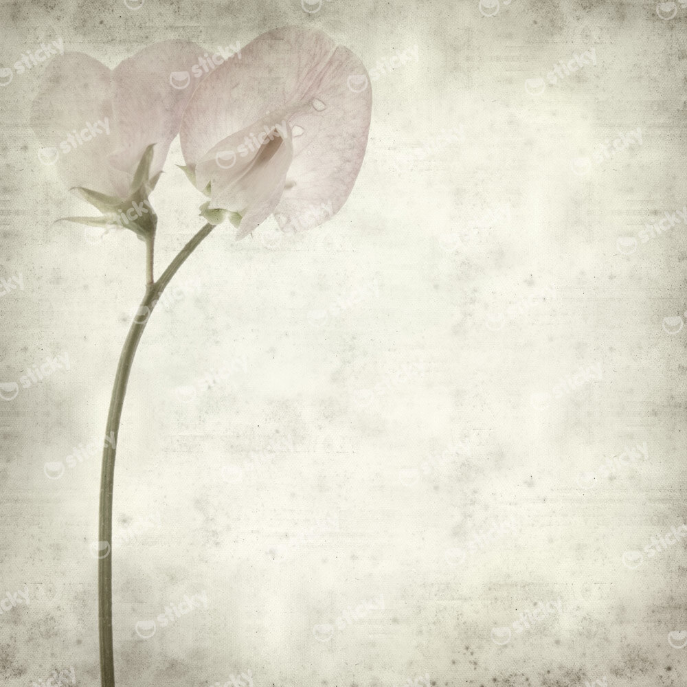 Πίνακας σε καμβά TEXTURED OLD PAPER BACKGROUND SWEET PEA