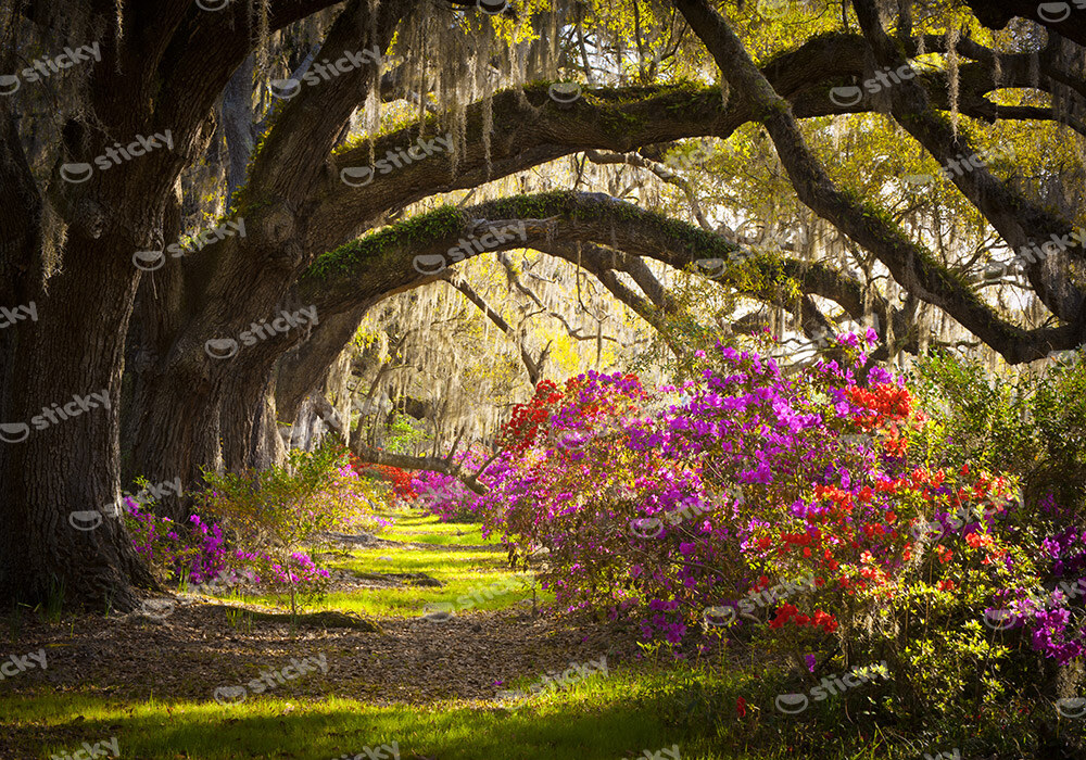 Πινακας σε καμβά FAIRYTALE PATH