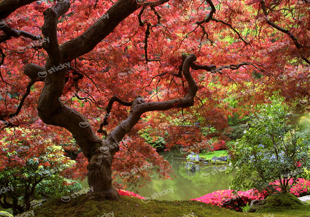 Πινακας σε καμβά SAKURA LAKE