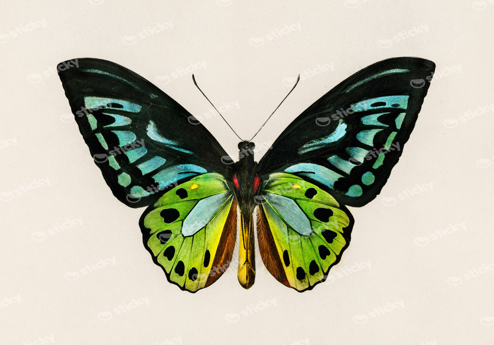 Πινακας σε καμβά GREEN BIRDWING BUTTERFLY