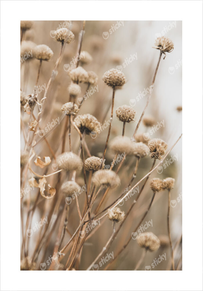 Πόστερ DRIED FLOWERS IN WINTER