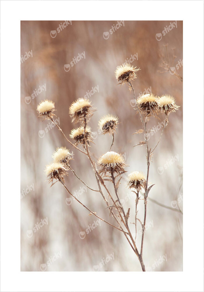 Πόστερ DRY PLANTS