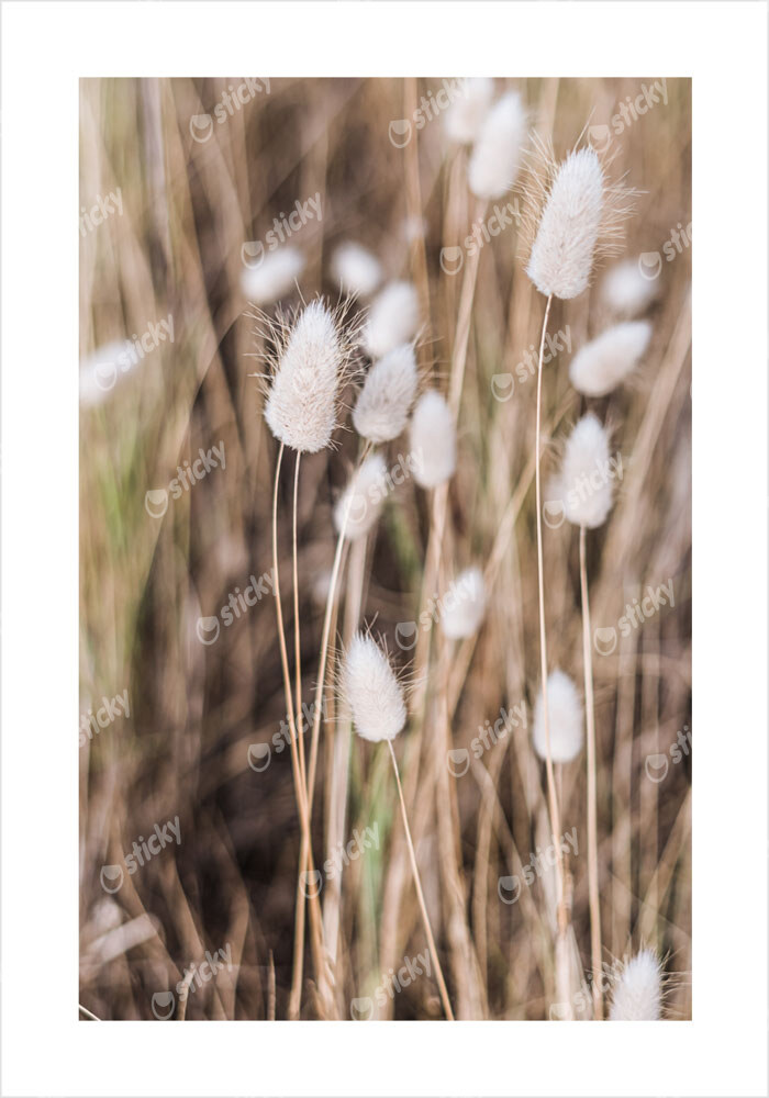 Πόστερ BEIGE FIELD