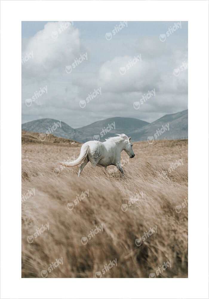 Πόστερ HORSE ON FIELD