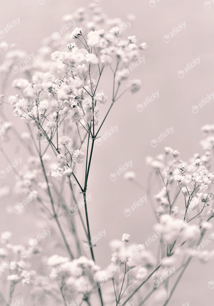 Πόστερ SPRING WHITE FLOWERS