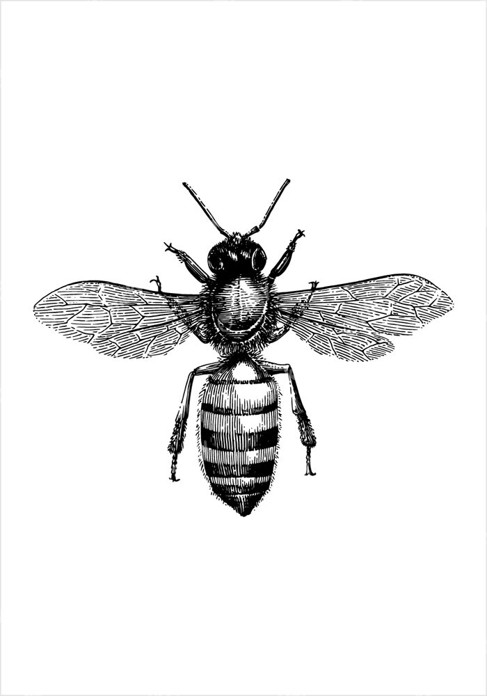Πόστερ BEE EGRAVING